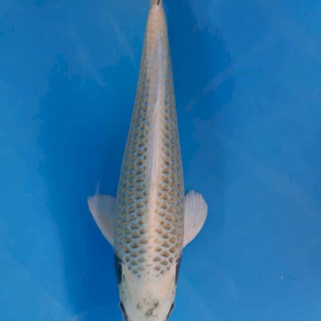 Matsuba 37 cm