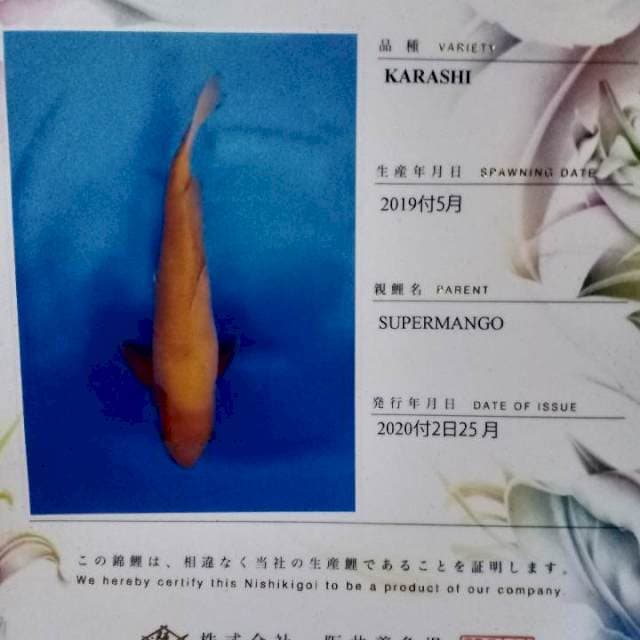 Karashi sakai 50bu