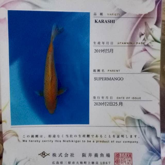 Karashi sakai 50bu