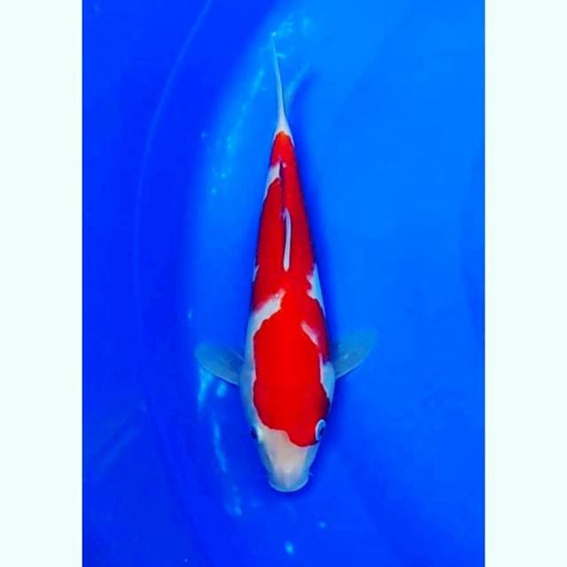 Strong Kohaku 26cm (M)