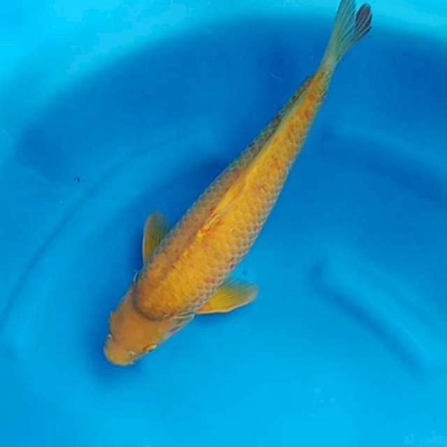 Karashi sakai 50bu
