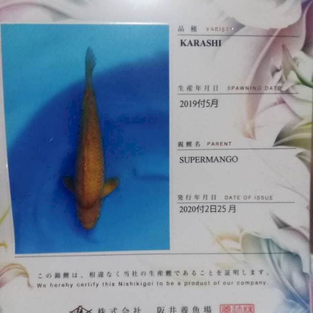 Karashi sakai 50bu