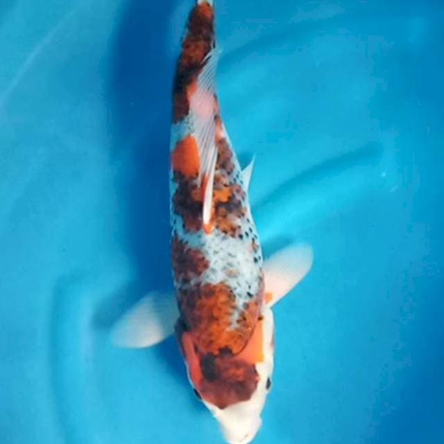 Goshiki showa otsuka 50bu