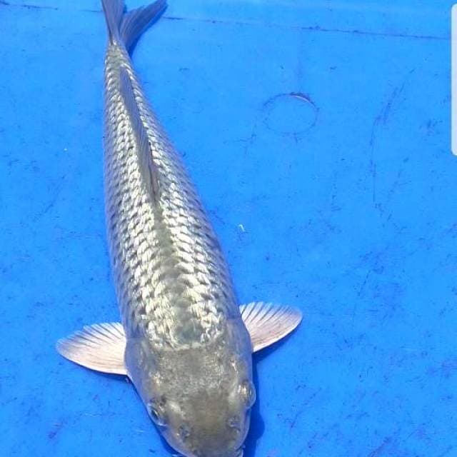 Soragoi ginrin padat 27cm