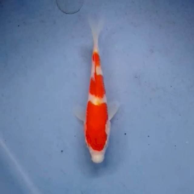 Kohaku minion
