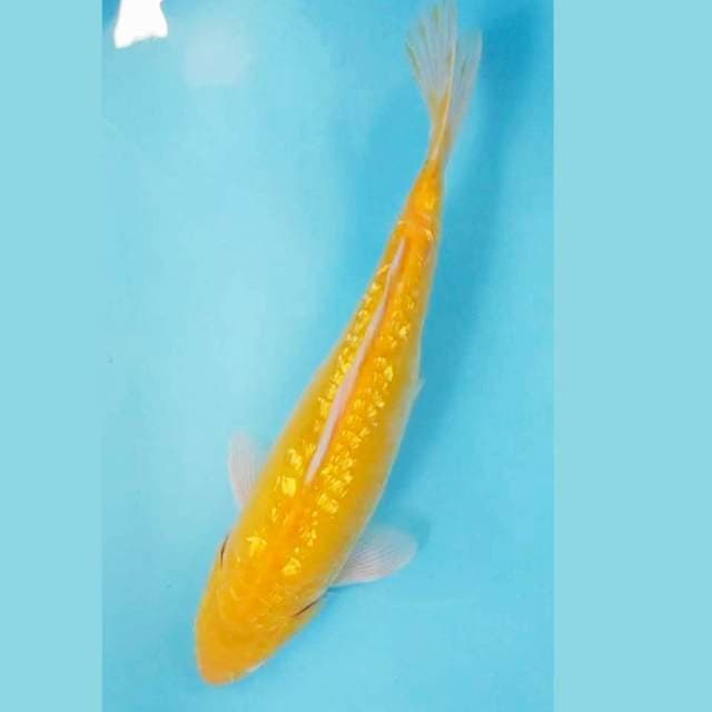Karashi Aragoke Bulky 38cm