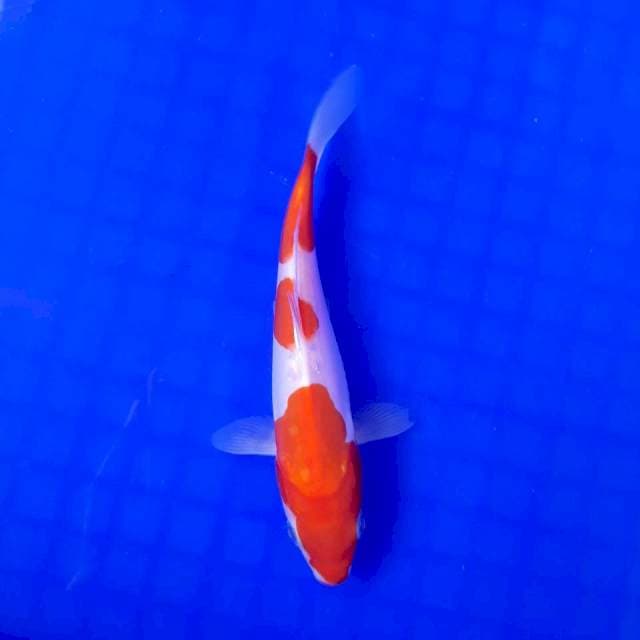Kohaku doit ori 15cm