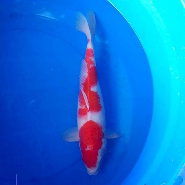 Kohaku