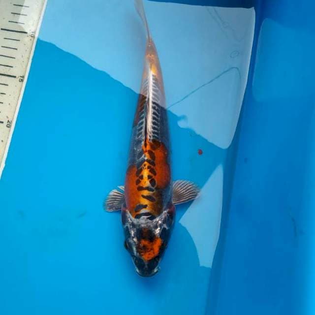 Kiko Istimewa, 26 cm