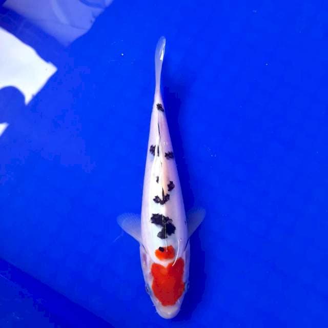 Tancho sanke 21cm