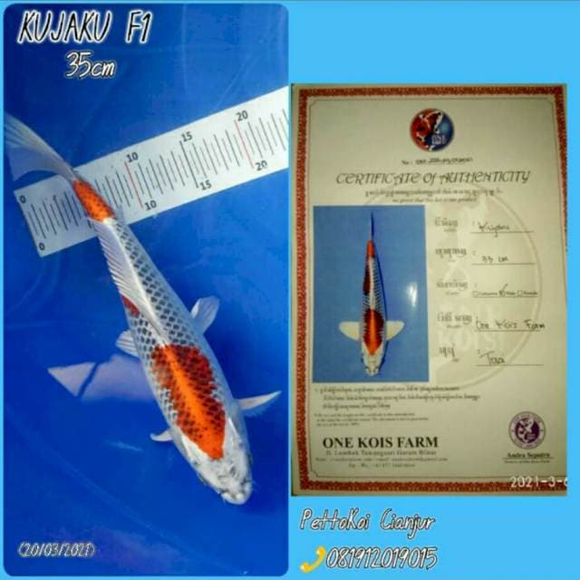 Kujaku F1, 35cm, HQ, serti oneskoi