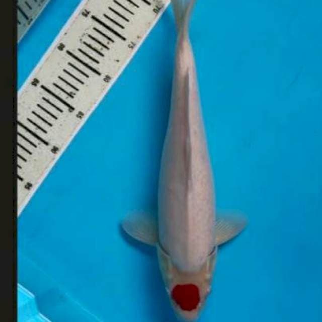 Tanco kohaku