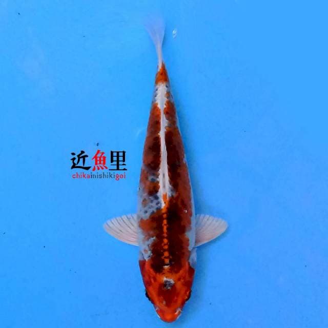 Kujaku 19 cm