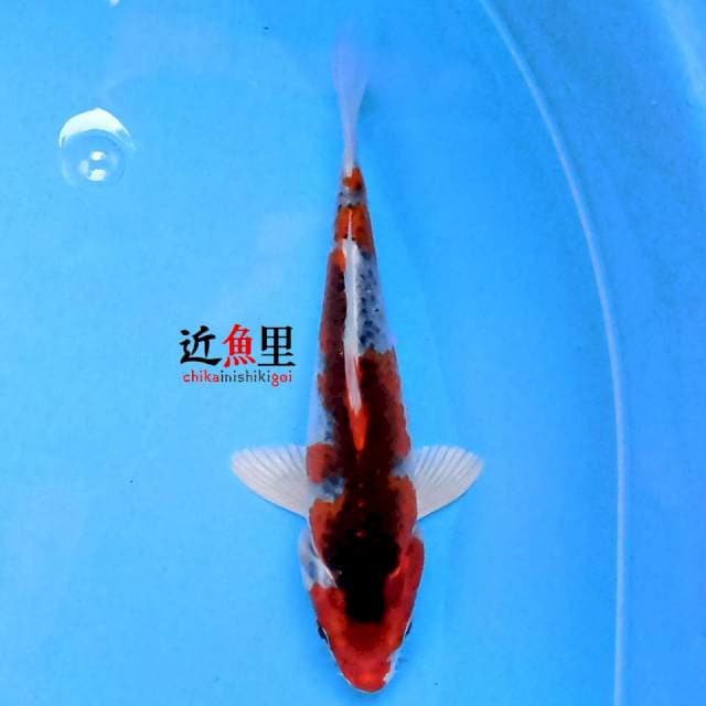 Kujaku 17 cm