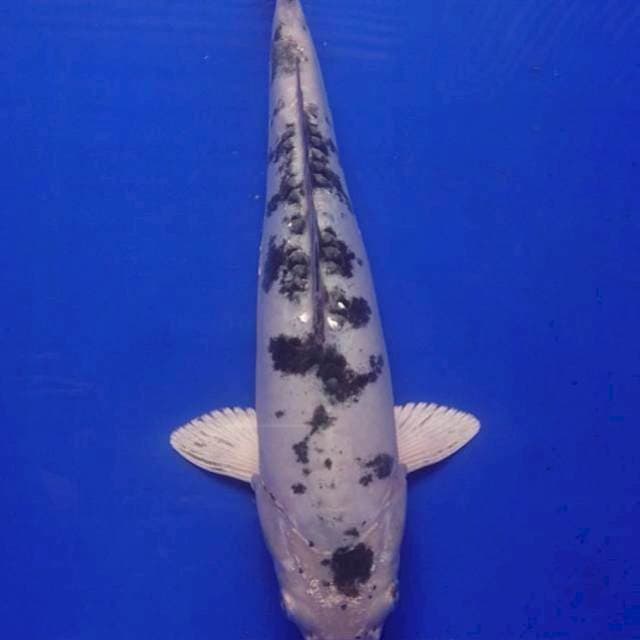 Hikari kucibeni doit 32 cm