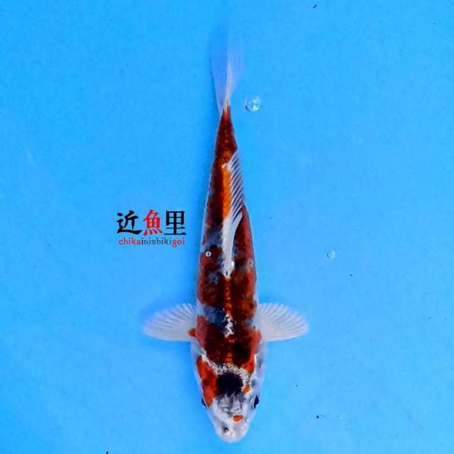 Kujaku 17 cm