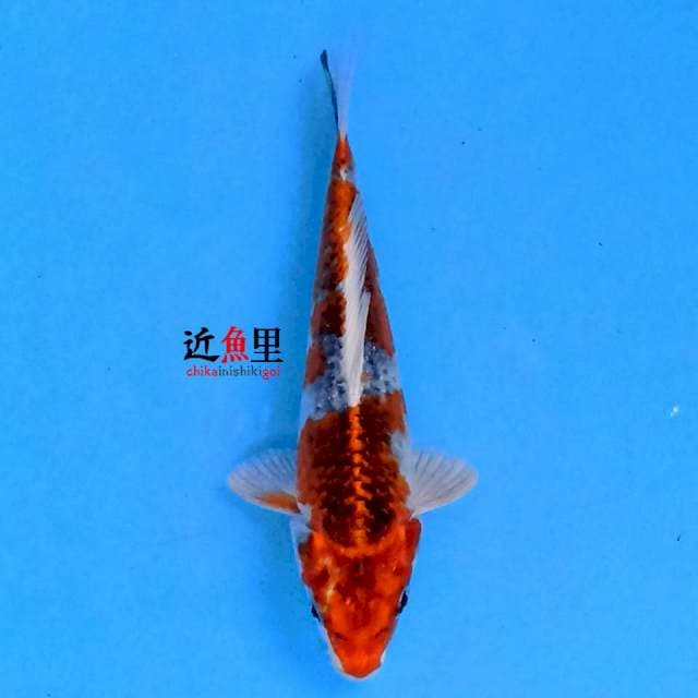 Kujaku 16 cm