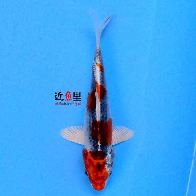 Kujaku 16 cm