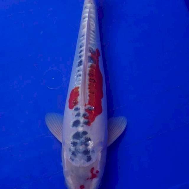 Kujaku doit 32 cm