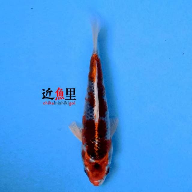 Kujaku 16 cm