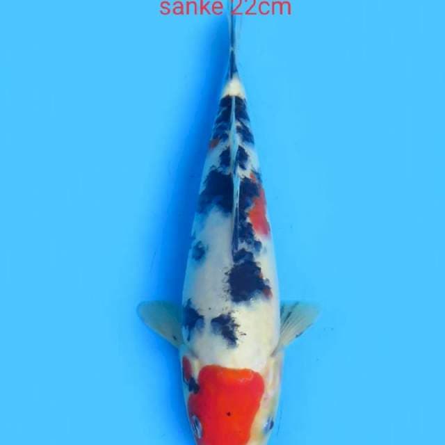 Sanke 22cm