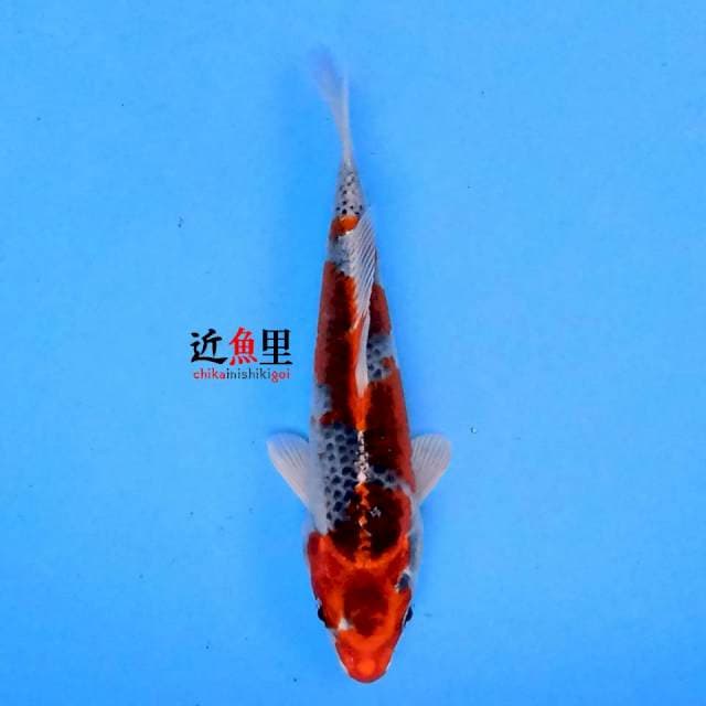 Kujaku 16 cm