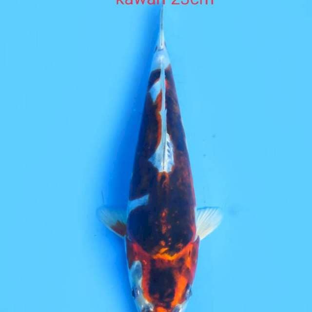 Kawari Unique color 23cm