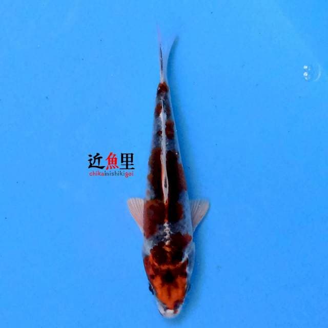 Kujaku 16 cm
