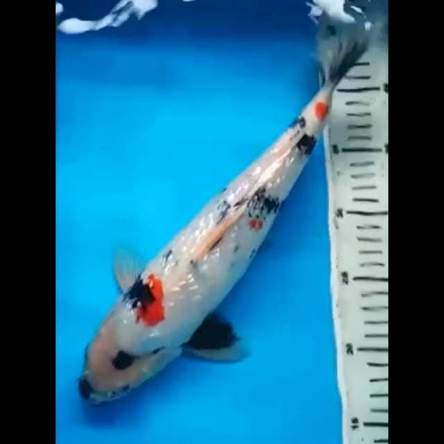 SHOWA GINRIN PUNUK 34 Cm