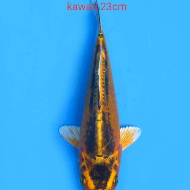 Unique color 23cm
