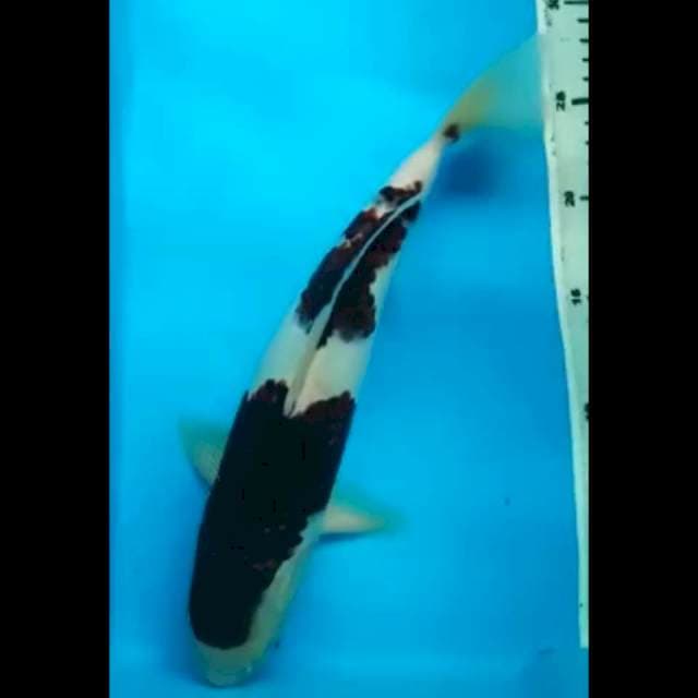 BUDHO GOROMO PUNUK 32 Cm