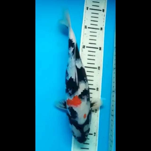 SHOWA 31 Cm