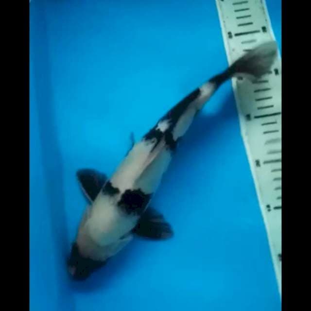 MALE BLACK SHIRO 33 Cm