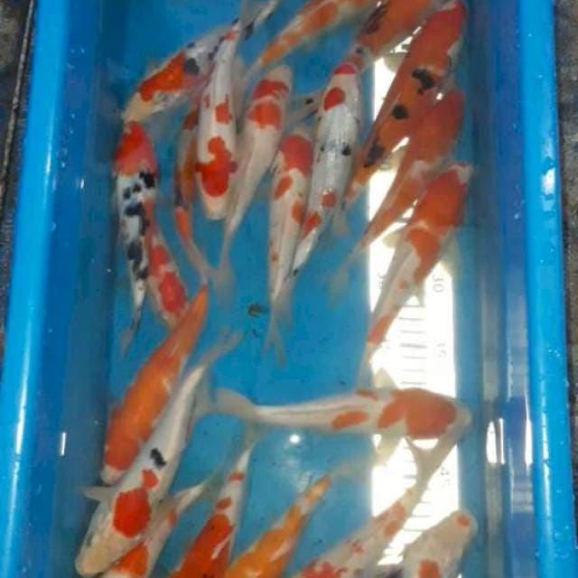 Paket Kohaku Sanke 20 ekor 20-24 cm
