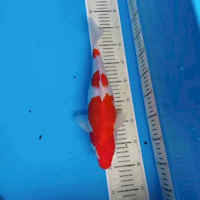 Kohaku ~35