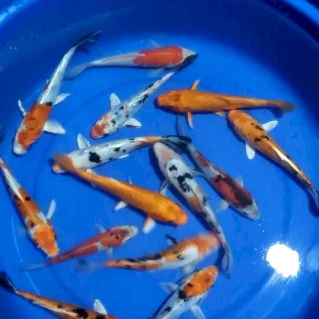 16-21cm 14 ekor