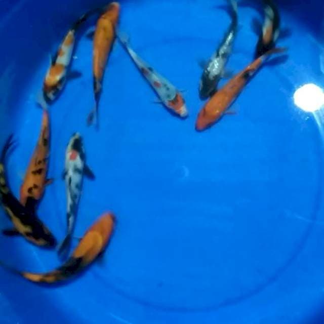 15-20cm 10 ekor
