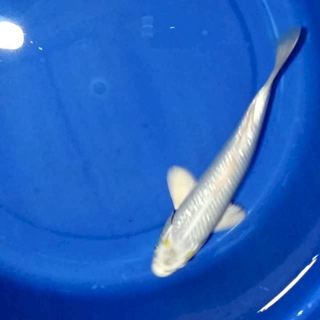 Ginrin 30cm