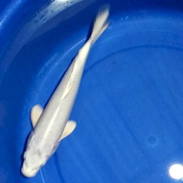 30cm