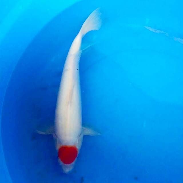 Tancho kohaku