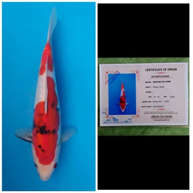 Marusei Sanke Doitsu
