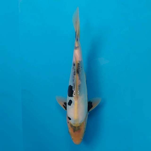 Tategoi Shiro Doitsu F1