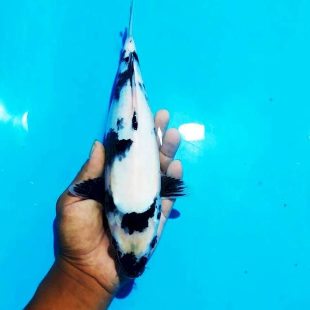 Shiro putih bagus