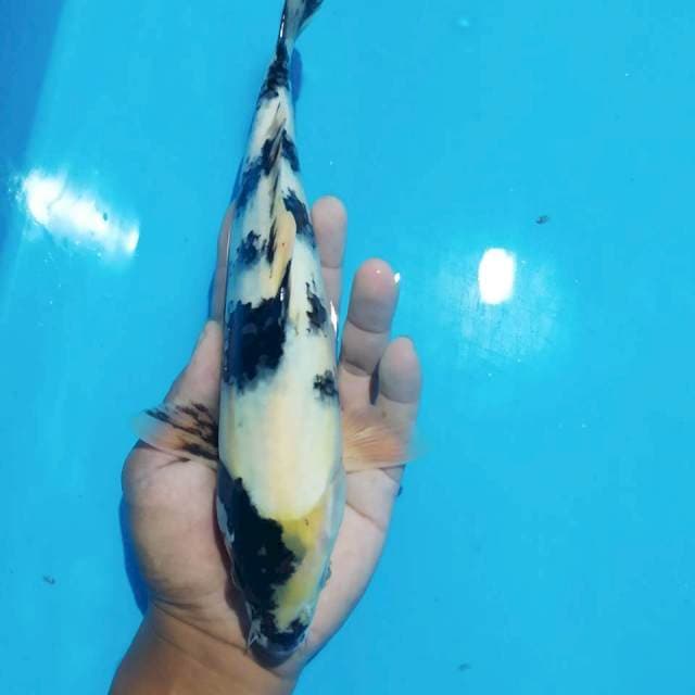 Shiro