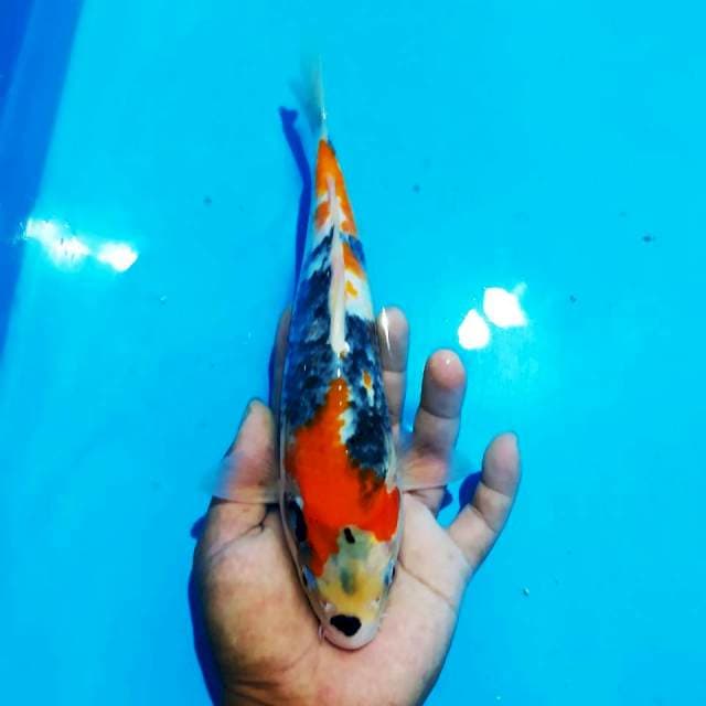 Showa d