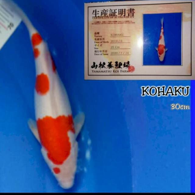 Kokaku 35cm. Farm Yamamatsu