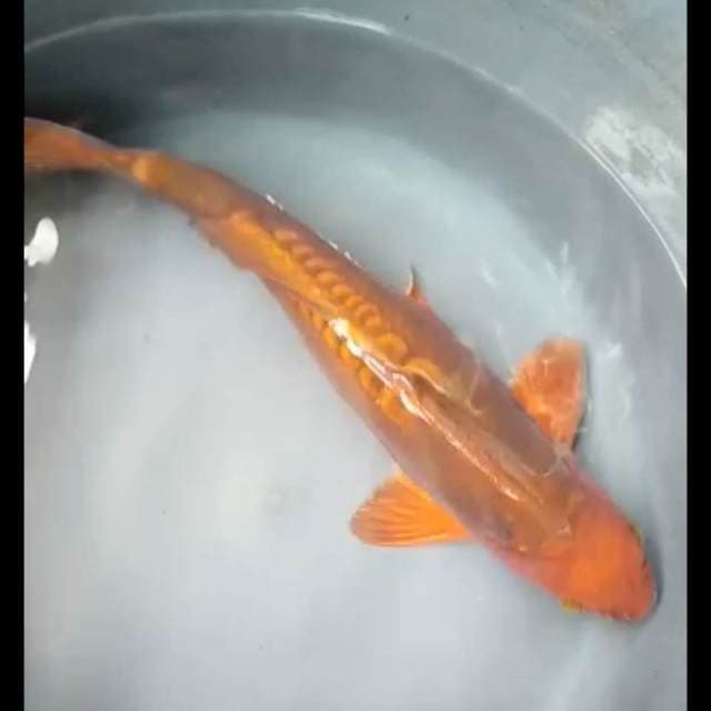 CHAGOI DOITSU JUMBO 38 Cm, JANTAN