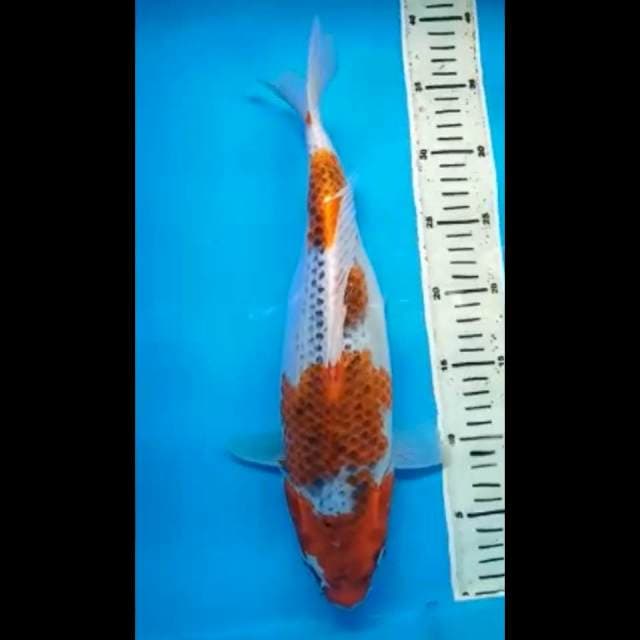 GOSHIKI JUMBO 38 Cm