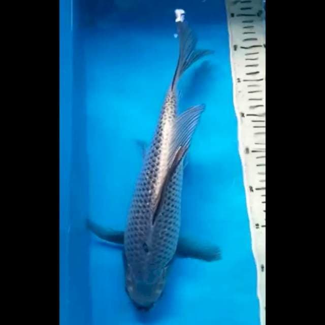 SORAGOI KUMPAY JUMBO PUNUK 38 Cm, JANTAN
