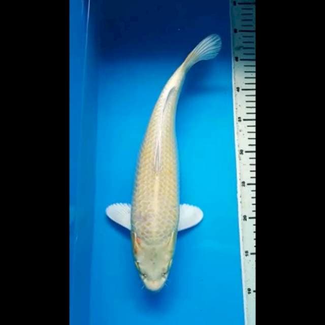 YAMABUKI OGON JUMBO 38 Cm